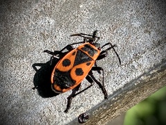 Pyrrhocoris apterus