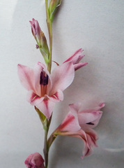 Gladiolus serpenticola