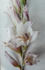 Gladiolus serpenticola