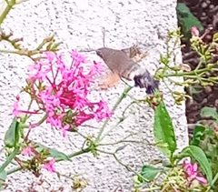 Macroglossum stellatarum