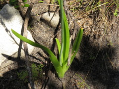 Bulbine praemorsa