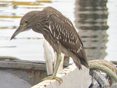 Nycticorax nycticorax