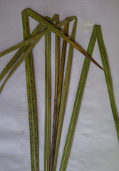 Gladiolus serpenticola