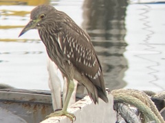 Nycticorax nycticorax