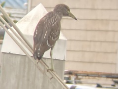 Nycticorax nycticorax