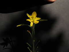 Bulbine praemorsa