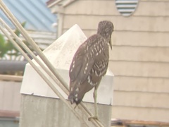 Nycticorax nycticorax