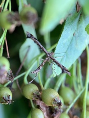 Amblyptilia acanthadactyla