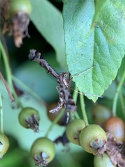 Amblyptilia acanthadactyla