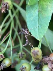 Amblyptilia acanthadactyla