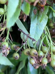 Amblyptilia acanthadactyla