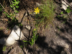 Bulbine praemorsa