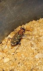 Lophyra catena insularis