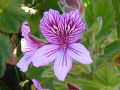 Pelargonium cucullatum cucullatum