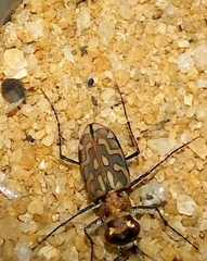 Lophyra catena insularis