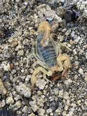 Paruroctonus silvestrii