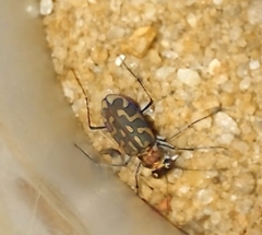 Lophyra catena insularis