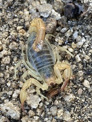 Paruroctonus silvestrii