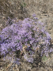 Limonium gmelinii
