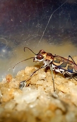 Lophyra catena insularis