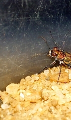 Lophyra catena insularis