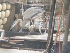 Ardea herodias