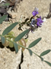 Astragalus gruinus