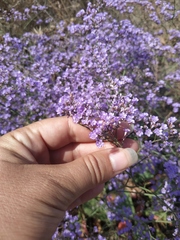 Limonium gmelinii