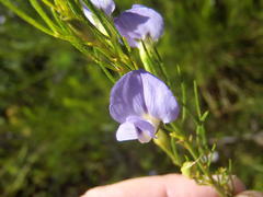 Psoralea laevigata