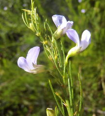 Psoralea laevigata