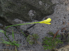 Moraea collina