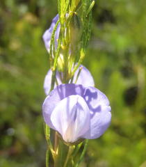 Psoralea laevigata