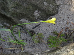 Moraea collina