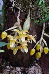 Stanhopea graveolens
