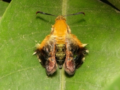 Melittia chalciformis