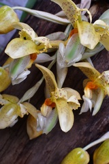 Stanhopea graveolens
