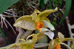 Stanhopea graveolens