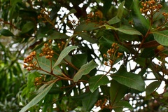 Photinia matudae