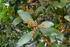 Photinia matudae