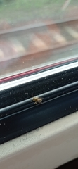 Apoidea