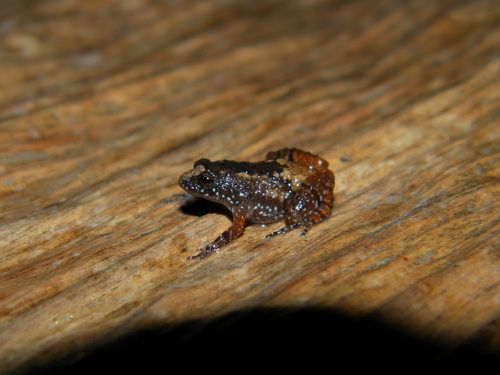 Beddome's Dwarf Wrinkled Frog, Nyctibatrachus beddomii
