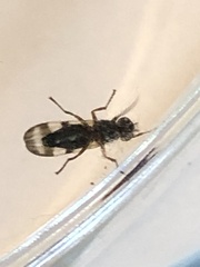 Chaetopsis fulvifrons