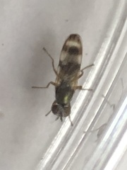 Chaetopsis fulvifrons