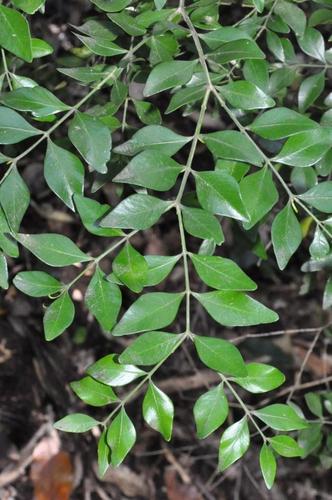 African Box (Buxus macowanii)
