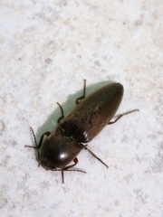 Orthostethus infuscatus