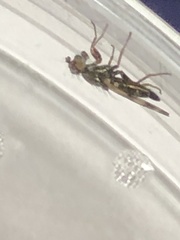 Chaetopsis fulvifrons
