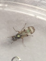 Chaetopsis fulvifrons