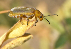 Erynephala puncticollis