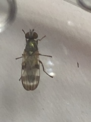Chaetopsis fulvifrons