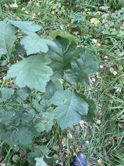 Crataegus maximowiczii